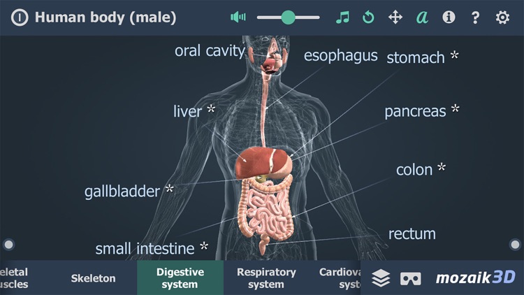 Human body (male) 3D screenshot-3
