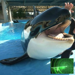 VR Guide: SeaWorld San Diego