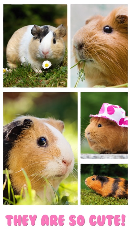 Guinea Pig Jigsaw Puzzle Games