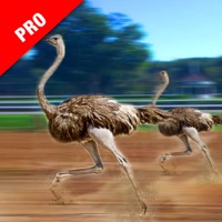 Ostrich Racing Simulator Pro