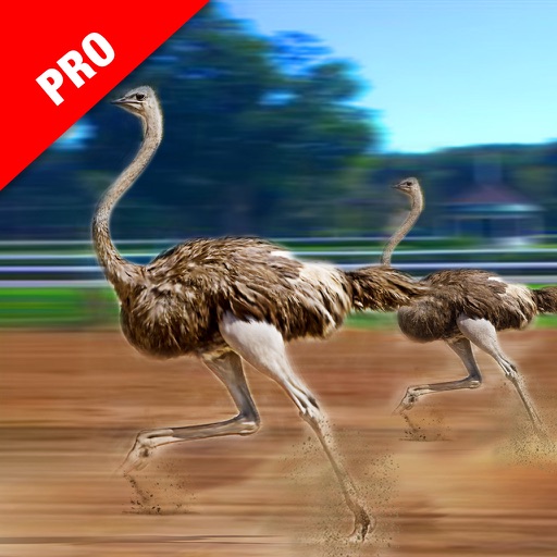 Ostrich Racing Simulator Pro icon