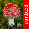 Mushroom Id Guide - UK - Mullen & Pohland GbR