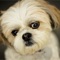 Want to know about the Shih Tzu