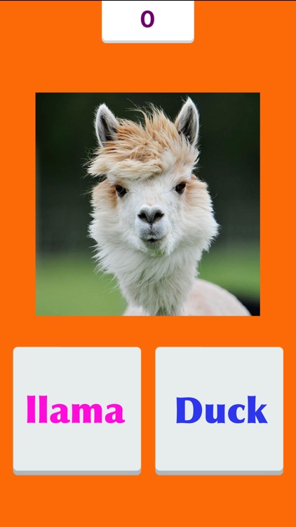 Tic Toc: Llama Duck