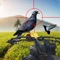 Spy Pigeon Bowhunting 3D