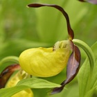 Iberian Orchids