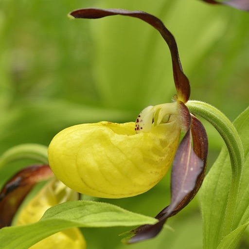 Iberian Orchids