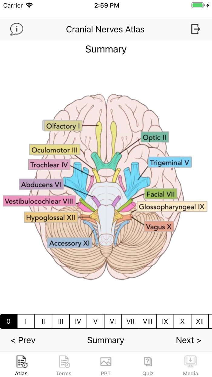 Cranial Nerves Plus