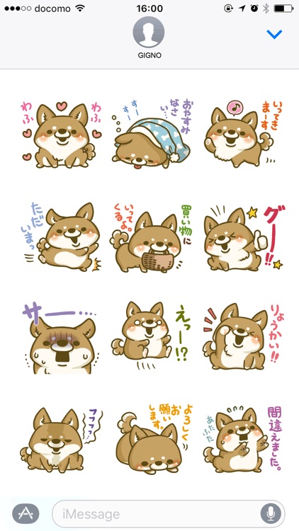 japanese shiba-inu with you