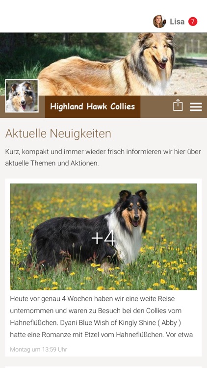 Highland Hawk Collies