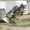 Flyball.de