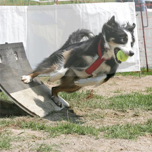 Flyball.de