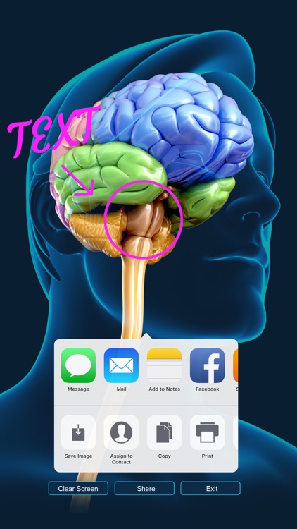 My Brain Anatomy screenshot-4