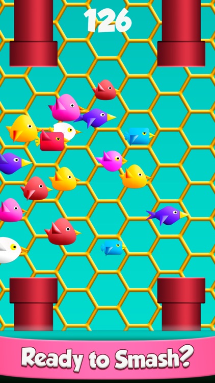 Cool Birds Game - Fun Smash