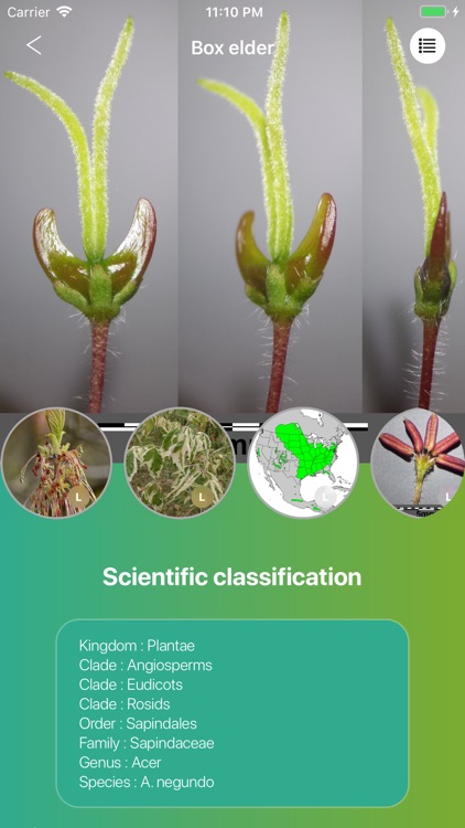 Deciduous trees screenshot-5