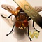 This App shows real three-dimensional images of living insects in their natural habitat and behavior