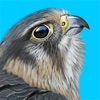iBird UK Pro Guide to Birds