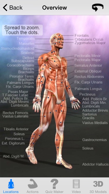 Learn Muscles: Anatomy