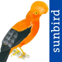 All Birds Northern Peru