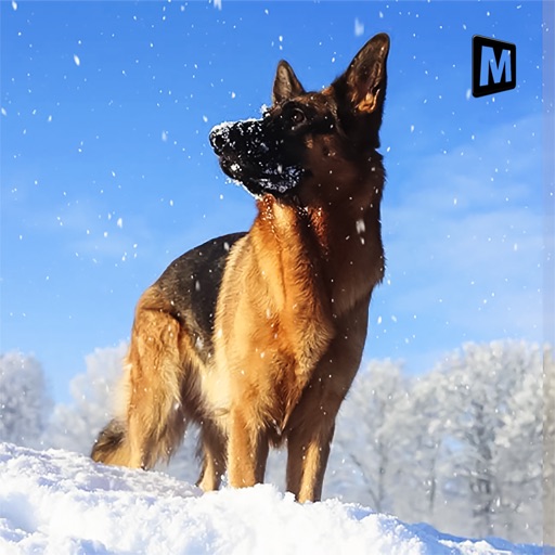 Arctic Shepherd Dog Simulator 2017 icon