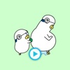 Like Father Like Son - Animated Penguin Stickers