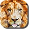 “Lion Wallpapers – Fun Awesome Animal Backgrounds” is the best app with amazing free wallpapers