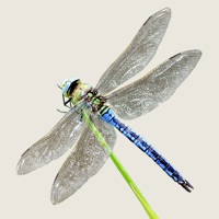 Dragonflies & Damselflies apk