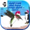 Christmas Kids Game Learn Birds Name