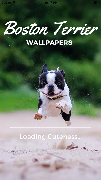 Boston Terrier Wallpapers Pro