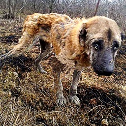 Japanese Stray Dog Adoption