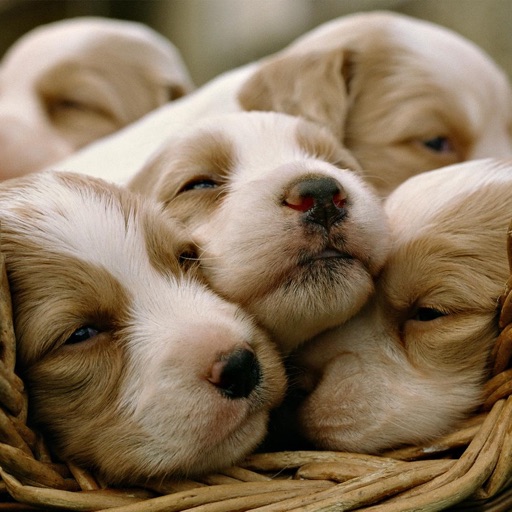 Cute Dogs & Puppies wallpapers | HD Backgrounds icon