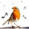 Bird Calls and Sounds Ringtones Free