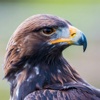 Golden Eagle Wallpapers HD-Quotes and Art Pictures
