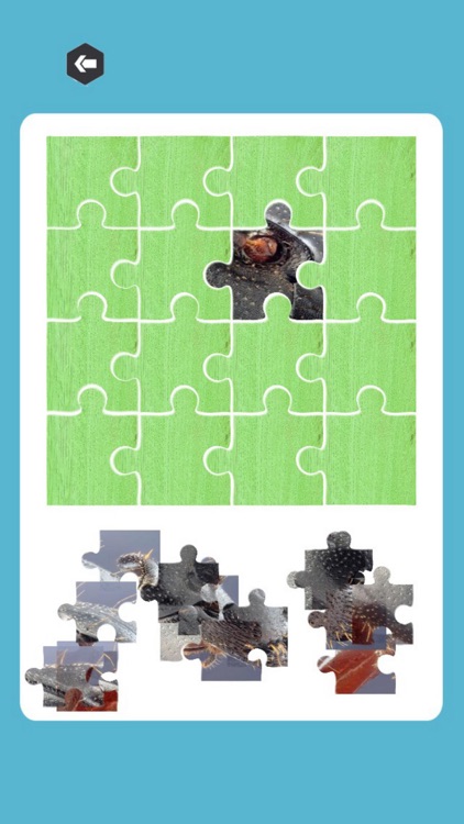 Ant Jigsaw Puzzle Animal Game for Kids