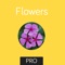 Flowers Preschool Toddler is a great tool to help toddlers learn Flowers