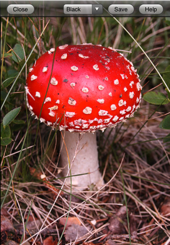 Web Images Lite - náhled