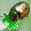 Insects Puzzles