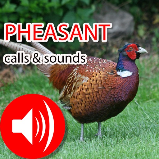 Pheasant Hunting Calls & Sounds icon