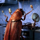 Cockroaches in the kitchen