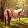 Horse Wallpapers & Backgrounds Lock Screen Theme