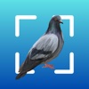 Bird identifier by picture