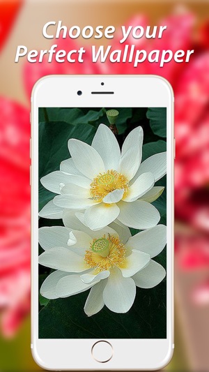 Amazing Flower Wallpapers HD(圖3)-速報App