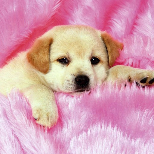 puppy love wallpaper