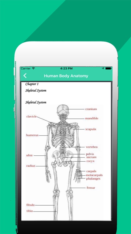 Organs of human body