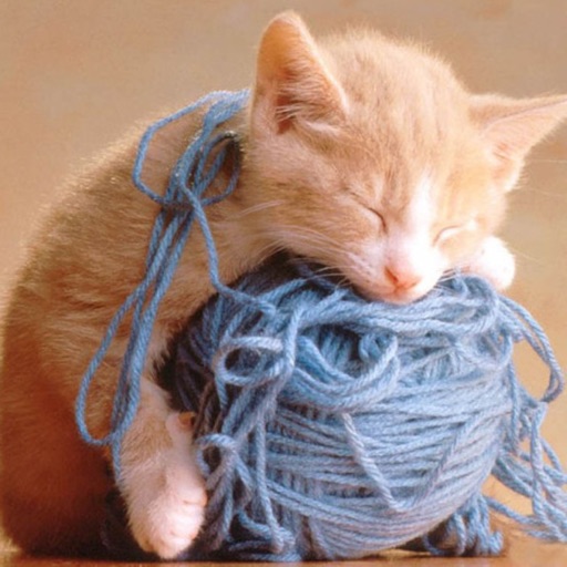 Cat Catch Wool Ball —— very cute game!