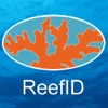 Caribbean Reef Caribbean Reef