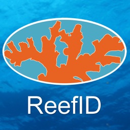 Caribbean Reef