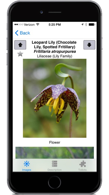 Flora of the Yellowstone Region screenshot-3