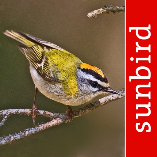Vogel Id Schweiz, Vögel bestimmen im Garten + Wald