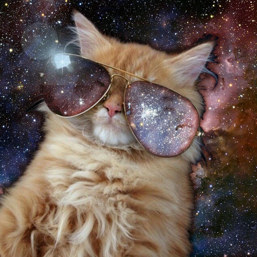 Cats in Space Wallpapers HD- Quotes and Art icon